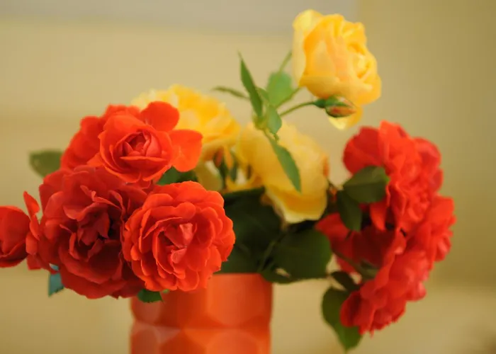 酒店 迪安德拉酒店 艾福雷诺德