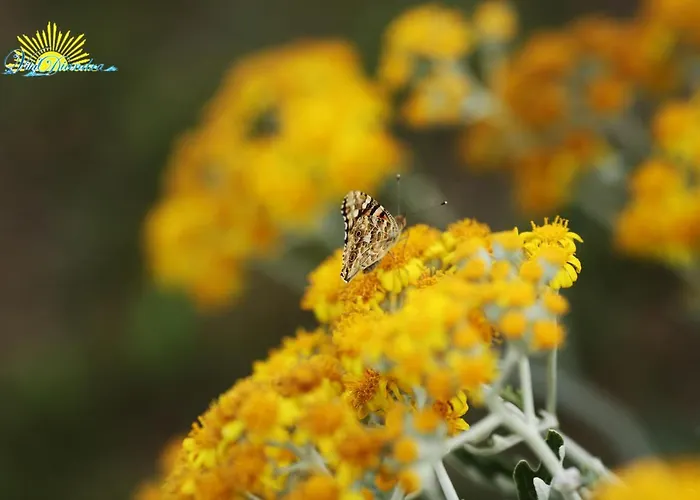 迪安德拉酒店 酒店 艾福雷诺德